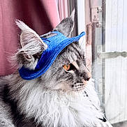 Cumulus a rejoint le concours — aidez-le/la à gagner de superbes lots ! cat, fluffy, hat, blue_hat, window, curtain, indoor, side_profile, orange_eyes, long_fur, pet, domestic_cat, looking_out_window, whiskers, cute, feline, soft_light, closeup, portrait, relaxed