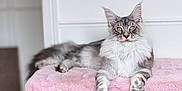 Cumulus participe au concours pour gagner de l'argent avec cette photo : cat, maine_coon, gray_cat, white_fur, feline, pet, indoor, furniture, pink_fabric, fluffy, relaxed, looking_at_camera, whiskers, ears, golden_eyes, plant, wood, home, soft_texture, perch