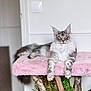 cat, maine_coon, gray_cat, white_fur, feline, pet, indoor, furniture, pink_fabric, fluffy, relaxed, looking_at_camera, whiskers, ears, golden_eyes, plant, wood, home, soft_texture, perch