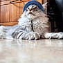 Cumulus a rejoint le concours — aidez-le/la à gagner de superbes lots ! cat, fluffy, hat, blue_hat, indoor, floor, wooden_cabinet, whiskers, paws, fur, domestic_cat, pet, relaxed, close_up, looking_away, home, cute, animal, portrait, feline