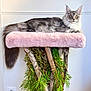 Cumulus participe au concours pour gagner de l'argent avec cette photo : cat, fluffy, grey_cat, pink_perch, wooden_stand, green_leaves, indoor, pet, animal, feline, relaxed, lying_down, long_tail, ears_up, looking_at_camera, cozy, home_decor, natural_light, cute, domestic_animal