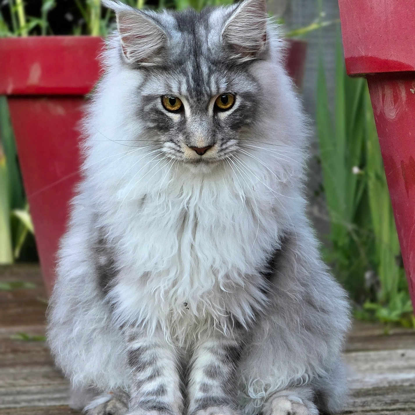 Cumulus a rejoint le concours — aidez-le/la à gagner de superbes lots ! animal, cat, curious, ears, flower_pot, fluffy, fur, gray, greenery, nature, outdoor, pet, plants, portrait, red_pot, sitting, whiskers, white, wooden_deck, yellow_eyes