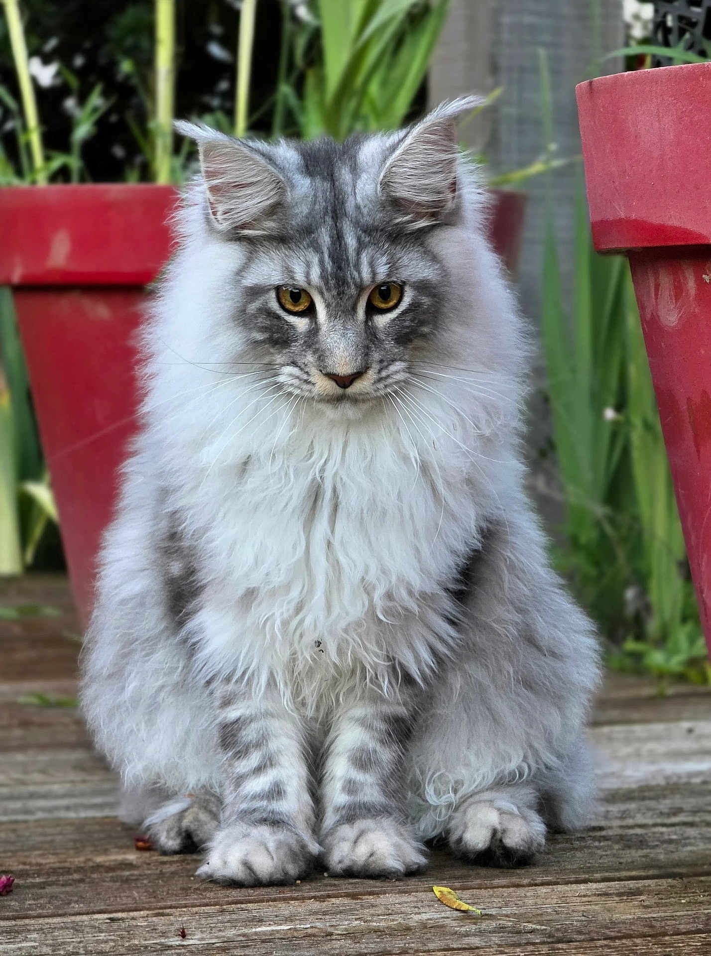 Cumulus a rejoint le concours — aidez-le/la à gagner de superbes lots ! cat, fluffy, gray, white, sitting, wooden_deck, flower_pot, red_pot, plants, greenery, outdoor, pet, animal, fur, whiskers, ears, yellow_eyes, portrait, nature, curious
