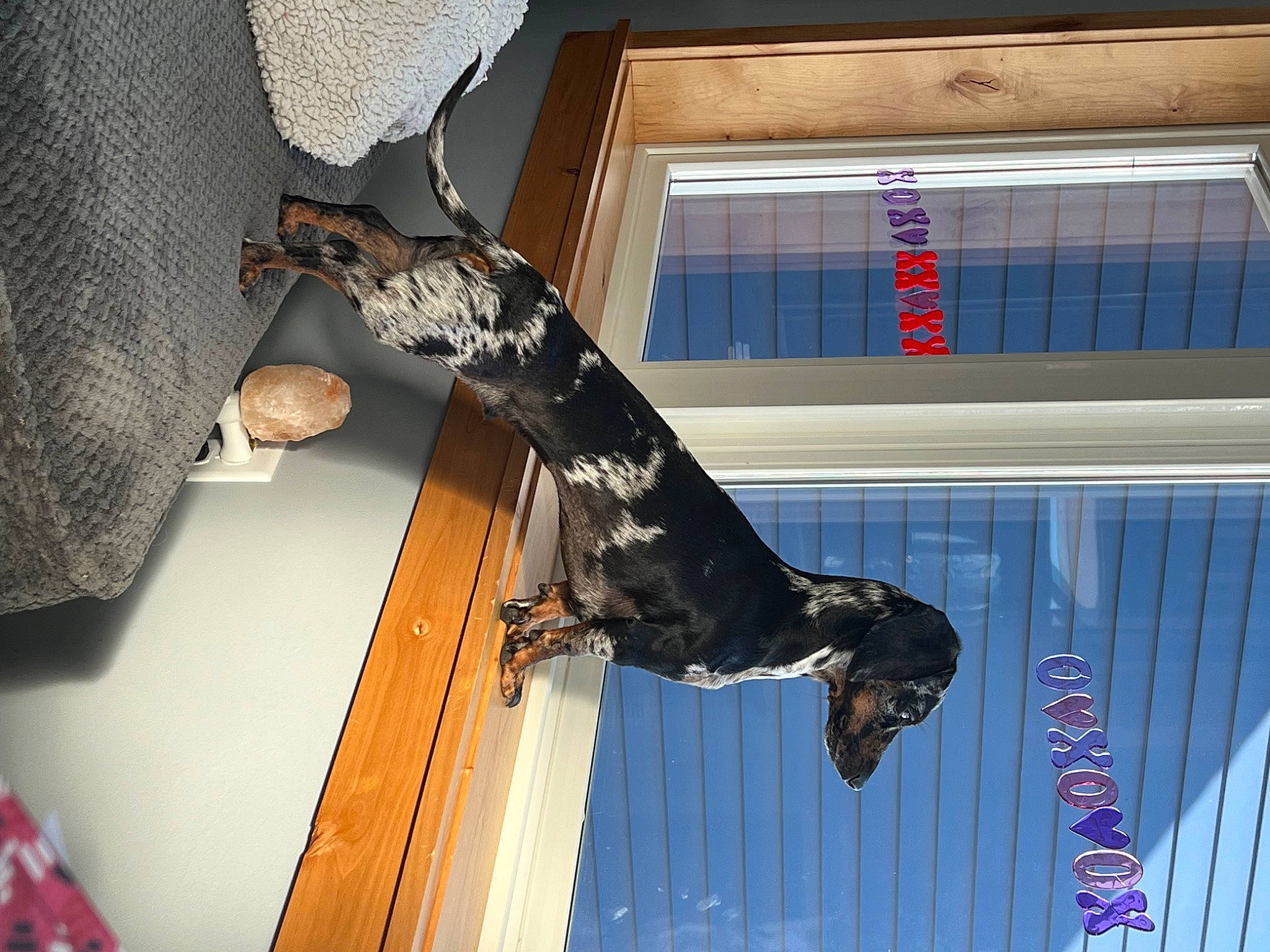 Salem is registered to the contest to win money with this photo: adventure, elbow, flooring, fun, hardwood, human_leg, knee, recreation, room, sportswear, tail, walking_shoe, window, wood, world