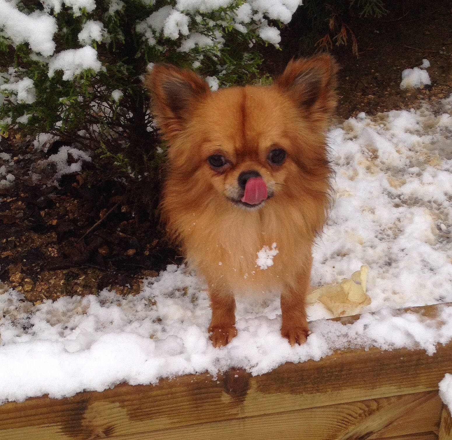 Mylord a rejoint le concours — aidez-le/la à gagner de superbes lots ! canidae, carnivore, companion_dog, dog, dog_breed, fawn, fur, mammal, papillon, pomeranian, puppy, rare_breed_dog, snout, snow, spitz, sporting_group, tibetan_spaniel, toy_dog, vertebrate, winter