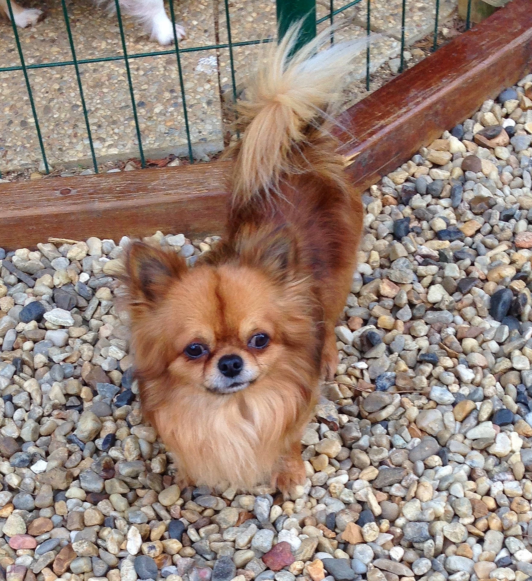 Mylord participe au concours pour gagner de l'argent avec cette photo : ancient_dog_breeds, canidae, carnivore, companion_dog, dog, dog_breed, fawn, german_spitz, german_spitz_klein, german_spitz_mittel, mammal, non_sporting_group, pomeranian, puppy, spitz, sporting_group, tibetan_spaniel, toy_dog, vertebrate, volpino_italiano