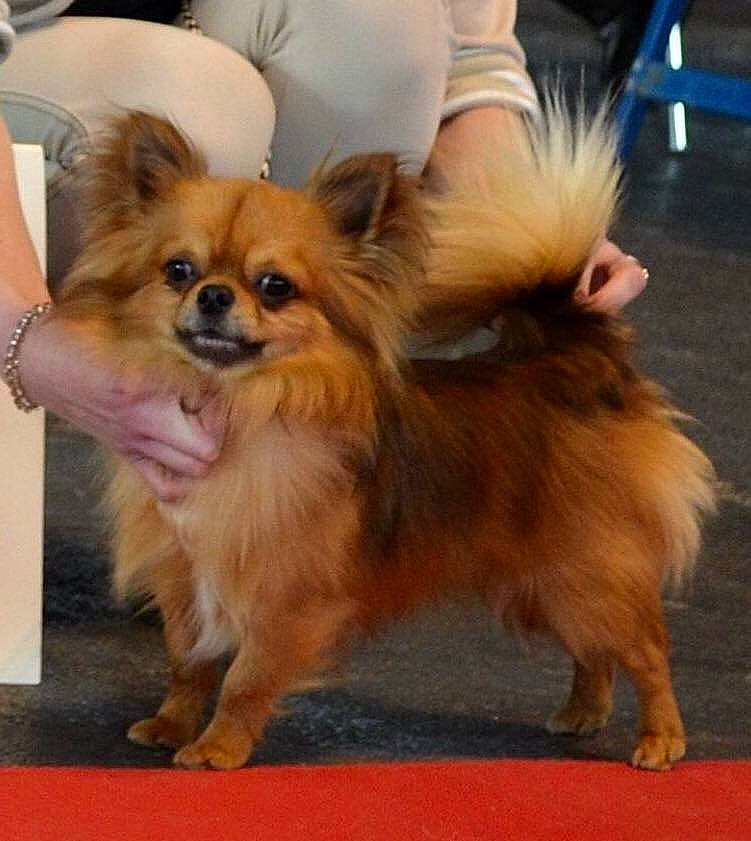 Mylord participe au concours pour gagner de l'argent avec cette photo : ancient_dog_breeds, canidae, carnivore, chihuahua, companion_dog, dog, dog_breed, fawn, german_spitz, german_spitz_klein, german_spitz_mittel, mammal, pomeranian, puppy, rare_breed_dog, russkiy_toy, snout, spitz, toy_dog, vertebrate