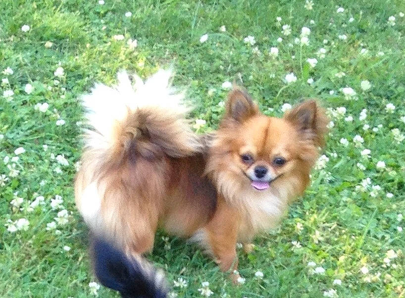 Mylord a rejoint le concours — aidez-le/la à gagner de superbes lots ! ancient_dog_breeds, canidae, carnivore, companion_dog, dog, dog_breed, german_spitz, german_spitz_klein, german_spitz_mittel, grass, icelandic_sheepdog, mammal, non_sporting_group, pomeranian, spitz, sporting_group, tibetan_spaniel, toy_dog, vertebrate, volpino_italiano