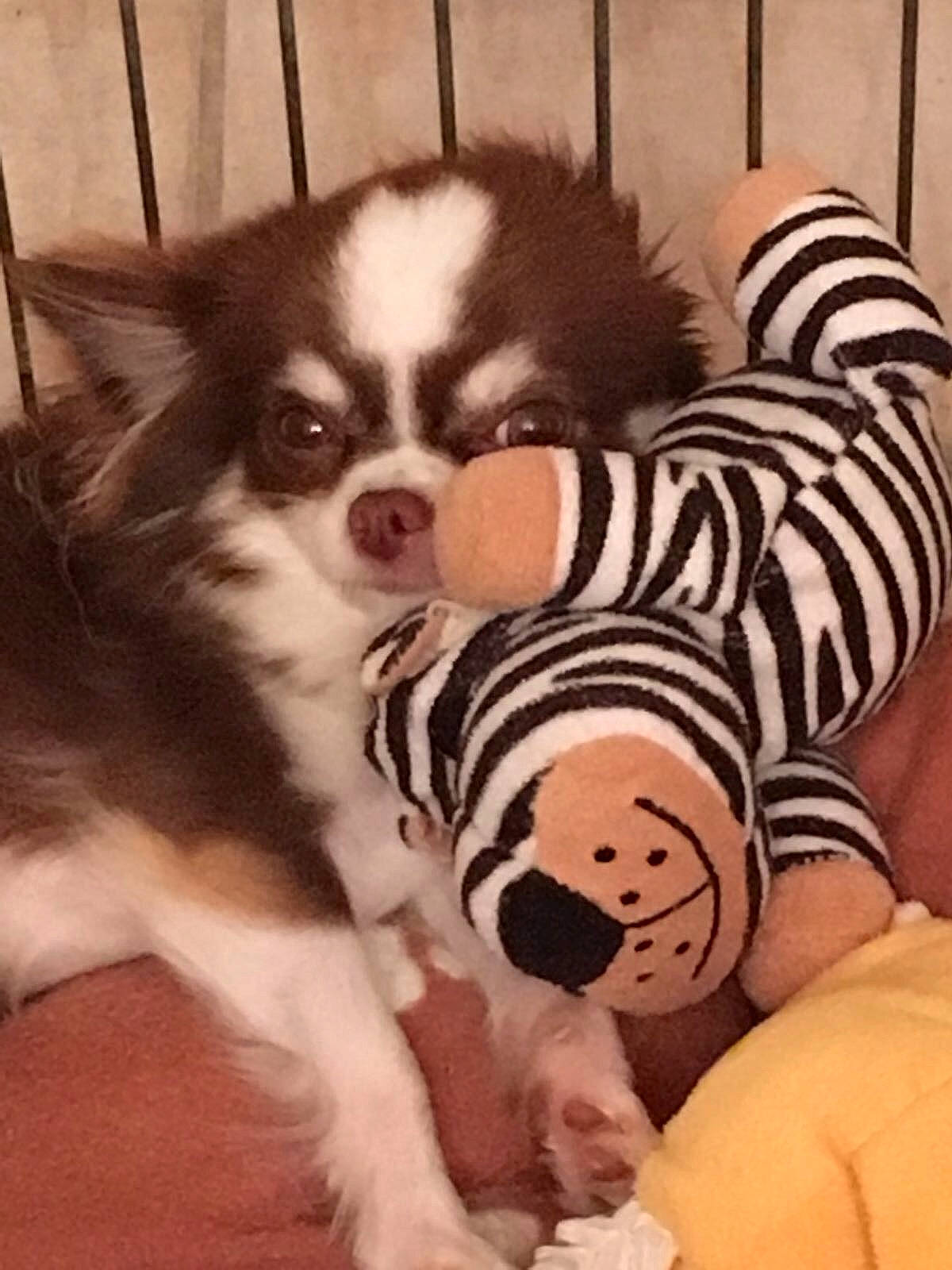 Letty a rejoint le concours — aidez-le/la à gagner de superbes lots ! canidae, carnivore, companion_dog, dog, dog_breed, fur, japanese_chin, mammal, papillon, phalene, puppy, puppy_love, rare_breed_dog, snout, sporting_group, toy_dog, vertebrate