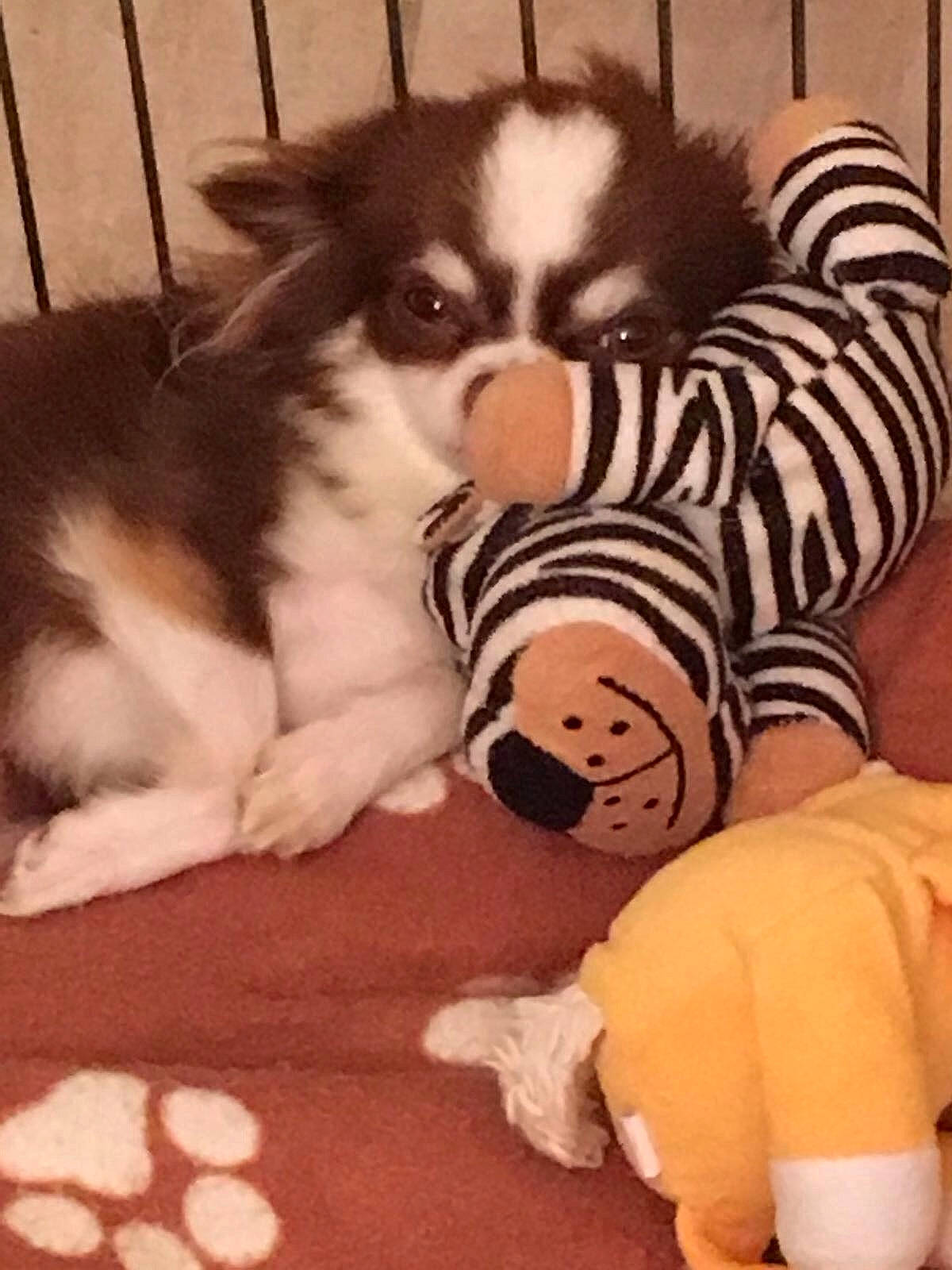 Letty a rejoint le concours — aidez-le/la à gagner de superbes lots ! canidae, carnivore, companion_dog, dog, dog_breed, mammal, puppy, puppy_love, siberian_husky, stuffed_toy, vertebrate