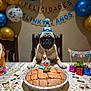 dog, pug, birthday, cake, candle, party_hat, balloons, banner, table, tablecloth, confetti, gifts, pie_tin, celebration, party_decorations, paw_prints, chair, dessert, pet_party, portrait