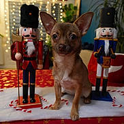 Azumi a rejoint le concours — aidez-le/la à gagner de superbes lots ! background, brown, candy_cane, christmas, cute, decorations, dog, festive, figurine, holiday, indoor, lights, mustache, nutcracker, plant, red, small_dog, table, white, wooden_figure