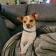 Romeo joined the competition — help win amazing prizes! dog, couch, blanket, blue_collar, indoor, clock, candles, plant, human_leg, cozy, relaxed, furniture, pet, brown_and_white_dog, home, living_room, soft_texture, resting, casual, comfortable