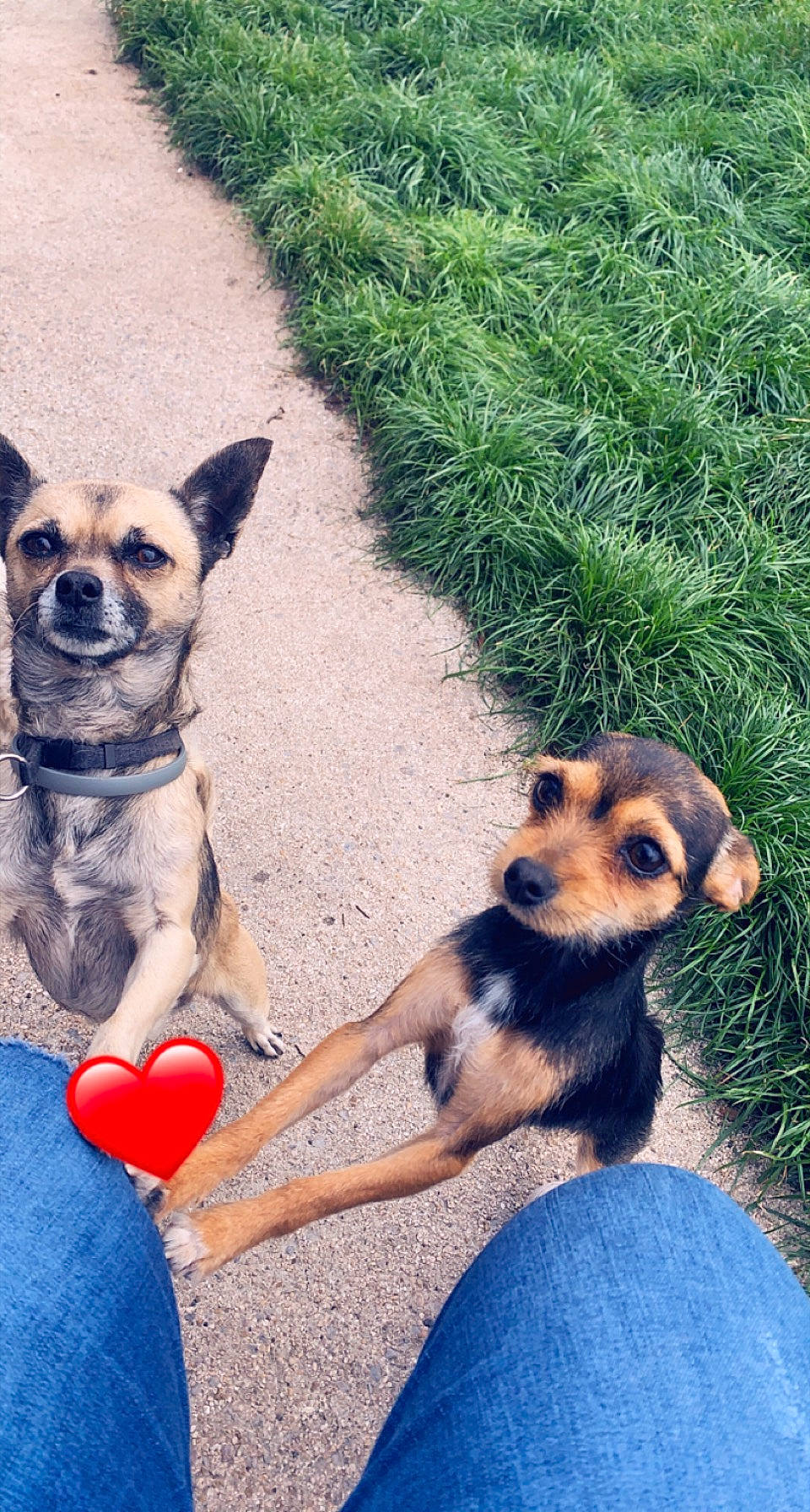 Channel participe au concours pour gagner de l'argent avec cette photo : balloon, blue, canidae, carnivore, chihuahua, companion_dog, dog, dog_breed, dog_clothes, dog_supply, fawn, grass, leash, plant, snout, sporting_group, sunglasses, tail, toy_dog, working_animal