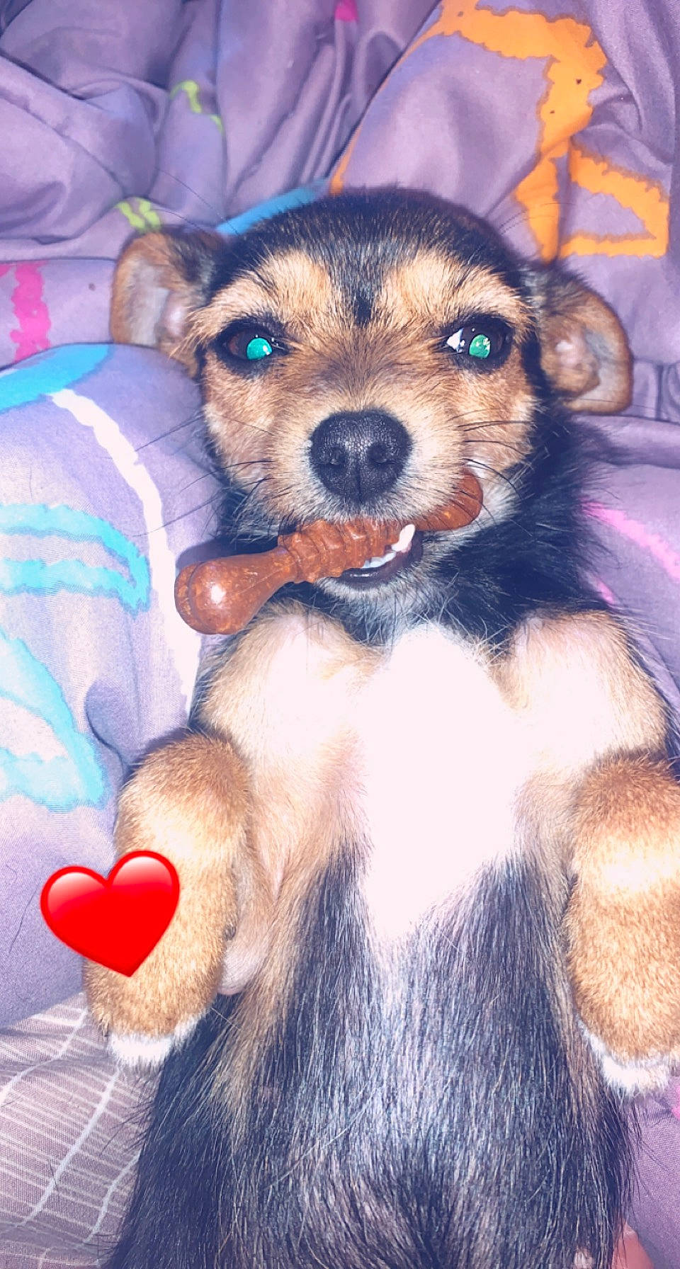 Channel participe au concours pour gagner de l'argent avec cette photo : blue, canidae, carnivore, comfort, companion_dog, dog, dog_breed, dog_clothes, dog_supply, fawn, fur, paw, puppy_love, snout, sporting_group, tail, terrestrial_animal, terrier, toy_dog, whiskers