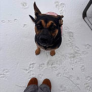 Shadow joined the competition — help win amazing prizes! dog, snow, winter, outdoor, black_and_tan, portrait, sitting, looking_at_camera, pet, animal, paw_prints, pink_harness, boots, person, legs, snowy_ground, ears, tail, close_up, playful