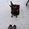 dog, snow, winter, outdoor, black_and_tan, portrait, sitting, looking_at_camera, pet, animal, paw_prints, pink_harness, boots, person, legs, snowy_ground, ears, tail, close_up, playful