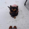 Shadow joined the competition — help win amazing prizes! dog, pet, black_and_tan, pink_coat, snow, winter, outdoor, paw_prints, smiling, looking_up, animal, canine, portrait, closeup, boots, person, ground, cold_weather, playful, happy
