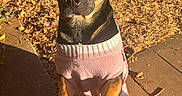 Shadow is registered to the contest to win money with this photo: dog, pet, black_and_tan, sitting, sleepy, closed_eyes, pink_outfit, clothing, outdoor, sunlight, golden_hour, grass, fallen_leaves, patio, pavers, front_paws, short_hair, portrait, cute, fashionable