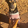 dog, pet, black_and_tan, sitting, sleepy, closed_eyes, pink_outfit, clothing, outdoor, sunlight, golden_hour, grass, fallen_leaves, patio, pavers, front_paws, short_hair, portrait, cute, fashionable