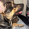 Shadow is registered to the contest to win money with this photo: dog, canine, pet, black_and_tan, profile, close_up, face, eye, tongue, open_mouth, paw, fur, short_hair, relaxed, lying_down, blanket, indoor, chair, fan, portrait