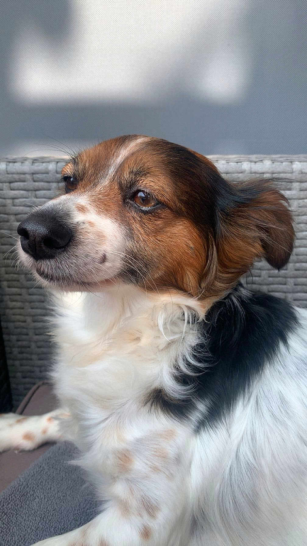 Roxie joined the competition — help win amazing prizes! animal, black_fur, brown_fur, calm, close_up, dog, domestic_animal, ears, fluffy, natural_light, outdoor_furniture, pet, portrait, relaxed, side_view, sitting, snout, whiskers, white_fur, wicker