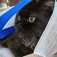 Koda participe au concours pour gagner de l'argent avec cette photo : angora, animal, bag, blackcat, blanket, canine, cat, cushion, dog, dogbed, furniture, hammock, hardwood, homedecor, kitten, manx, pet, totebag, towel, wood