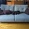 Koda participe au concours pour gagner de l'argent avec cette photo : animal, architecture, building, canine, cat, clothing, couch, cushion, footwear, furniture, hardwood, homedecor, indoors, interiordesign, livingroom, person, pet, pillow, room, shoe