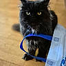 Koda participe au concours pour gagner de l'argent avec cette photo : accessories, animal, bag, blackcat, cat, document, formalwear, furniture, hardwood, indoors, interiordesign, kitten, leash, manx, pet, receipt, strap, table, tie, wood