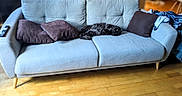 Koda participe au concours pour gagner de l'argent avec cette photo : animal, architecture, building, canine, cat, couch, cushion, dog, dogbed, electronics, furniture, homedecor, indoors, interiordesign, livingroom, pet, pillow, puppy, remotecontrol, room