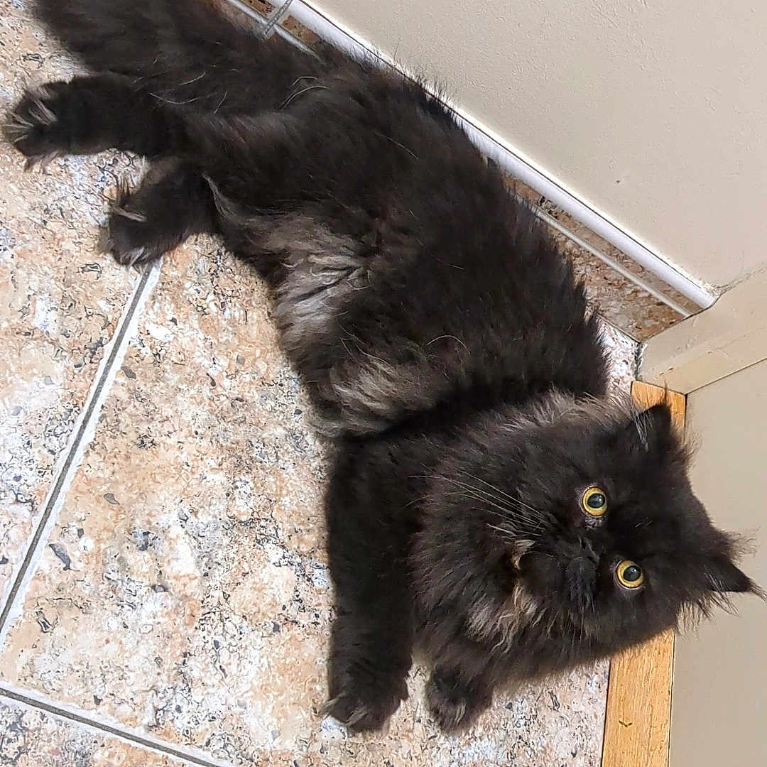 Koda