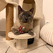 Nao participe au concours pour gagner de l'argent avec cette photo : cat, feline, siamese, blue_eyes, pet, indoor, cat_tree, scratching_post, toy, plush, cozy, paws, whiskers, portrait, looking_at_camera, sitting, tile_floor, home, furniture, closeup