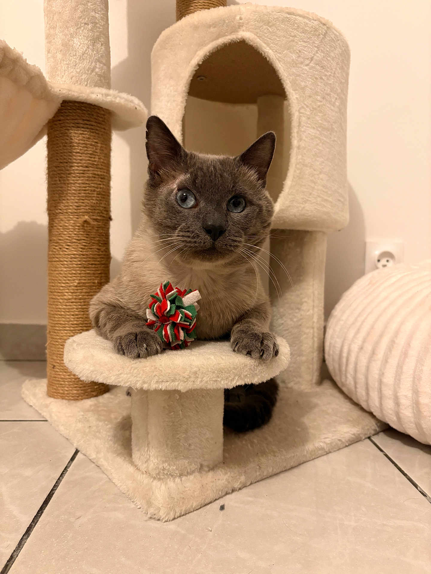 Nao a rejoint le concours — aidez-le/la à gagner de superbes lots ! cat, feline, siamese, blue_eyes, pet, indoor, cat_tree, scratching_post, toy, plush, cozy, paws, whiskers, portrait, looking_at_camera, sitting, tile_floor, home, furniture, closeup