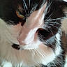 Nutz participe au concours pour gagner de l'argent avec cette photo : cat, tuxedo_cat, black_and_white, close_up, whiskers, nose, fur, feline, pet, animal, portrait, sleepy, relaxed, indoor, face, muzzle, eyes, long_whiskers, fluffy, photography