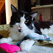Nutz participe au concours pour gagner de l'argent avec cette photo : cat, black_and_white_cat, longhaired_cat, pet, animal, feline, whiskers, green_eyes, pink_nose, lying_down, bed, blanket, plush_toy, stuffed_animal, indoor, bedroom, cozy, portrait, relaxed, grumpy_expression