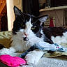 cat, black_and_white_cat, longhaired_cat, pet, animal, feline, whiskers, green_eyes, pink_nose, lying_down, bed, blanket, plush_toy, stuffed_animal, indoor, bedroom, cozy, portrait, relaxed, grumpy_expression