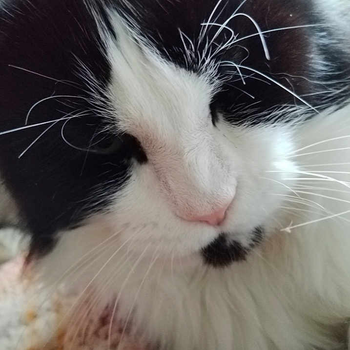 Nutz participe au concours pour gagner de l'argent avec cette photo : cat, black_and_white, pet, animal, close_up, portrait, whiskers, pink_nose, fur, fluffy, sleepy, face, muzzle, goatee, indoors, cozy, soft, cute, vertical_photo, relaxed