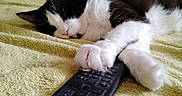 Nutz participe au concours pour gagner de l'argent avec cette photo : cat, black_and_white_cat, sleeping, pet, animal, feline, fluffy, bed, blanket, remote_control, television_remote, indoors, bedroom, relaxed, resting, paws, whiskers, portrait, cozy, home