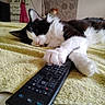 cat, black_and_white_cat, sleeping, pet, animal, feline, fluffy, bed, blanket, remote_control, television_remote, indoors, bedroom, relaxed, resting, paws, whiskers, portrait, cozy, home