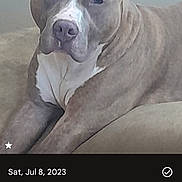 Boss joined the competition — help win amazing prizes! dog, pitbull, pet, indoor, couch, relaxed, brown, white, animal, portrait, canine, domestic, resting, ears, face, snout, fur, home, companion, laying