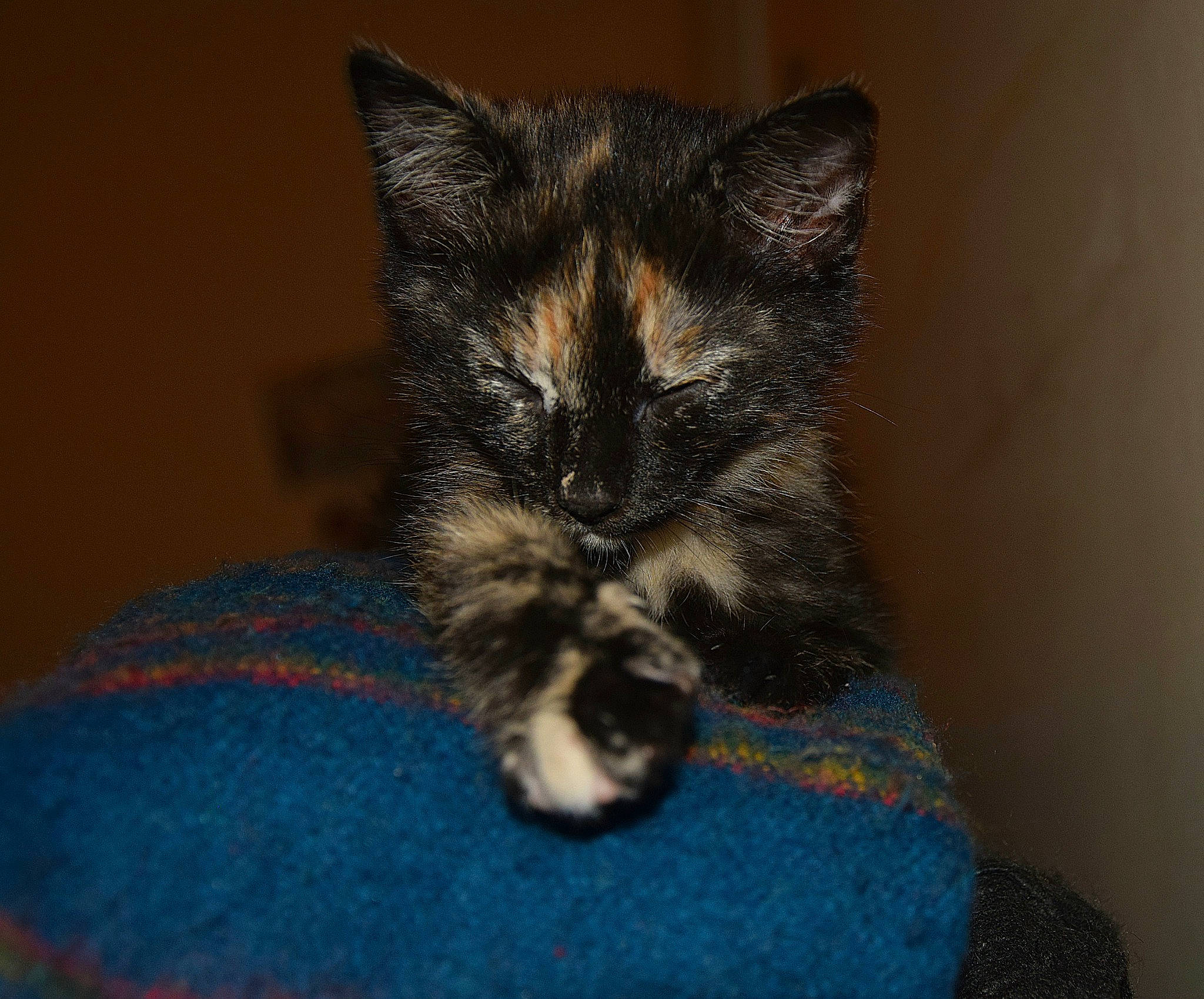 Guapa participe au concours pour gagner de l'argent avec cette photo : carnivore, cat, claw, comfort, domestic_short_haired_cat, electric_blue, felidae, fur, grey, paw, small_to_medium_sized_cats, snout, tail, terrestrial_animal, whiskers, wool, woolen