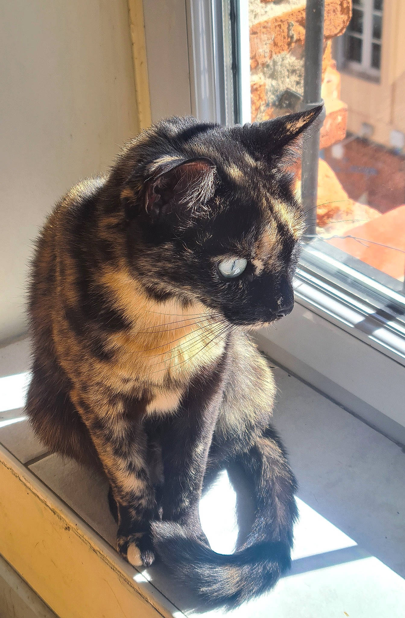 Guapa participe au concours pour gagner de l'argent avec cette photo : carnivore, cat, claw, comfort, domestic_short_haired_cat, door, felidae, flooring, fur, paw, sitting, small_to_medium_sized_cats, snout, tail, terrestrial_animal, whiskers, window, windshield