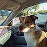 dog, car_interior, passenger_seat, sunlight, window, trees, parking_lot, side_mirror, brown_and_white, pet, canine, seat_cover, dashboard, door_panel, daylight, animal, companion, looking_away, indoor, vehicle