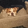 Banner is registered to the contest to win money with this photo: dog, resting, cushion, beige, indoor, sleepy, pet, animal, cozy, furniture, brown, white, ears, face, head, relaxed, background, couch, domestic, quiet
