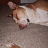 Banner is registered to the contest to win money with this photo: dog, sleeping, couch, bone, pet, brown, white, relaxation, indoor, closeup, canine, resting, fur, snout, ear, home, comfort, animal, mammal, domestic