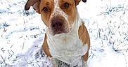 Banner joined the competition — help win amazing prizes! dog, brown_and_white, snow, grass, outdoor, pet, animal, canine, winter, nature, cute, sitting, fur, mammal, face, ears, eyes, ground, season, field