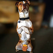 Banner is registered to the contest to win money with this photo: dog, pet, brown_and_white, sitting, indoors, collar, focused, cute, animal, canine, expressive_eyes, blurred_background, front_paws, crossed_paws, domestic, alert, portrait, furry, four_legs, log_emoji