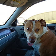Banner is registered to the contest to win money with this photo: dog, car_interior, seat, dashboard, sun_visor, warning_label, side_mirror, window, tongue_out, brown_and_white, pet, animal, companion, looking_back, seat_cover, sunlight, front_passenger_seat, playful, domestic_animal, vehicle