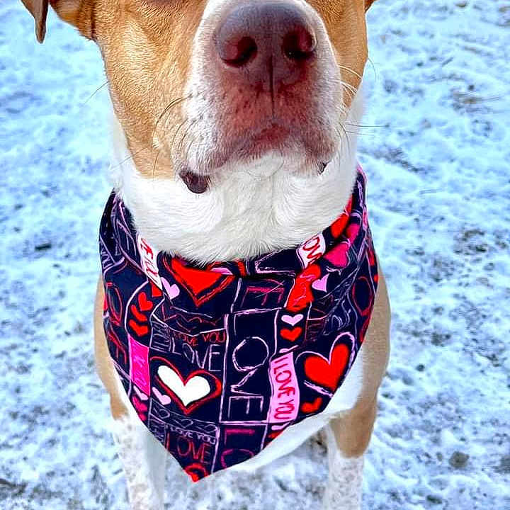 Banner is registered to the contest to win money with this photo: dog, bandana, outdoor, snow, animal, pet, white, tan, portrait, mammal, cute, looking_up, collar, winter, front_view, ears, fur, ground, close_up, expression