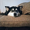 Zero joined the competition — help win amazing prizes! dog, blue_eyes, resting, couch, indoor, pet, fur, black_and_white, close_up, relaxed, animal, canine, home, furniture, face, ears, snout, lying_down, comfortable, looking